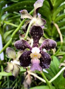 Vanda Bangkok Brown