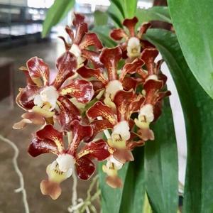 Vanda Bangkok Brown