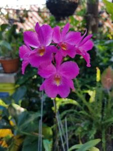 Cattleytonia Memoria Anne Levi