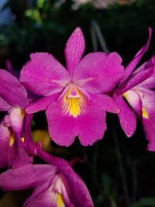 <i>Cattleytonia</i> Mem. Anne Levi