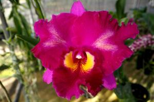 Rhyncholaeliocattleya Kusuma