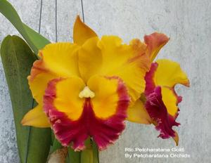 Rhyncholaeliocattleya Petcharatana Gold