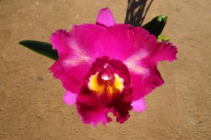 Rhyncholaeliocattleya Kusuma