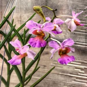 <i>Papilionanda</i> Joaquim's Smile