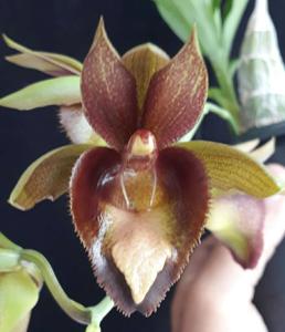 <i>Catasetum</i> Araújo