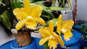 Rhyncholaeliocattleya Waikiki Gold