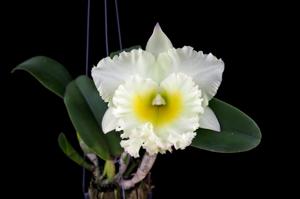 Rhyncholaeliocattleya Siam White
