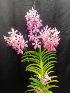 <i>Vanda</i> Jill Walker