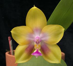 <i>Phalaenopsis</i> Pylo's Radiant
