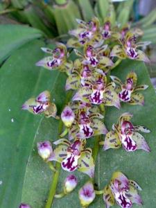 Thecostelopus Dara-Chakra