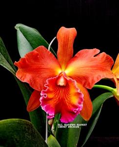 Rhyncholaeliocattleya Suriyon Sunset