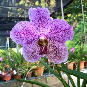 <i>Papilionanda</i> Xi Jinping-Peng Liyuan