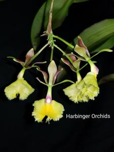 <i>Epidendrum</i> Plastic Doll