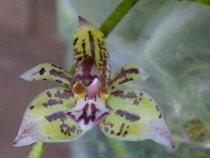 Thecostelopus Dara-Chakra