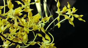 Dendrobium Goldmine
