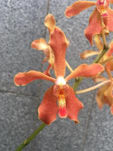 Paravandanthera Harold Burson