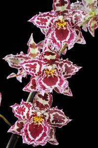 Oncostele Margarete Holm