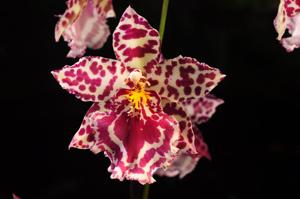 <i>Oncostele</i> Margarete Holm (1983)