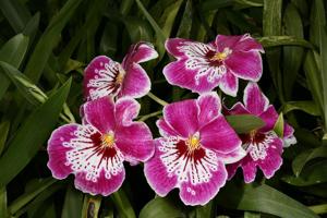 Miltoniopsis Hajime Ono