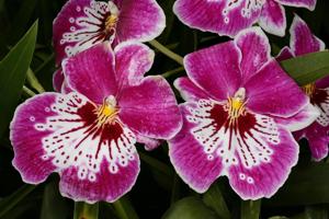 Miltoniopsis Hajime Ono
