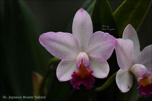 Cattlianthe Japanese Beauty