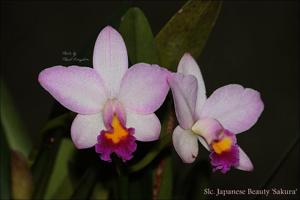 Cattlianthe Japanese Beauty