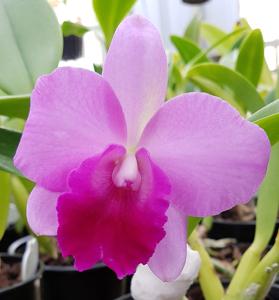 Cattleya Dendi's Perfection
