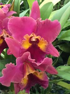 <i>Rhyncholaeliocattleya</i> Oconee's Fortune