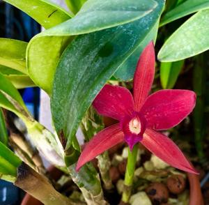 Cattleya Gratrixiae (1901)