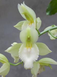 <i>Catasetum</i> Juan F. Poderoso