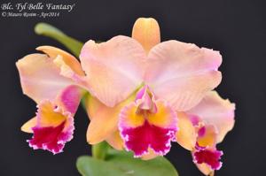 Cattleya Tyl Belle