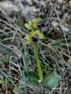 Ophrys brigittae nothosubsp. brigittae