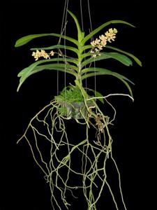 Acampostylis Thailand Vacation Destination