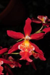 Oncidopsis Living Fire