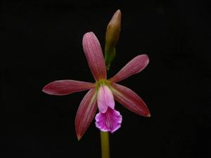 <i>Encylaelia</i> intermedia