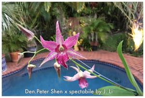 Dendrobium Sherry Abe