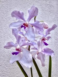 Papilionanda Miss Ai Ai