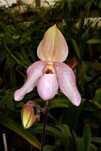 Paphiopedilum Cloud's Pink Parfait