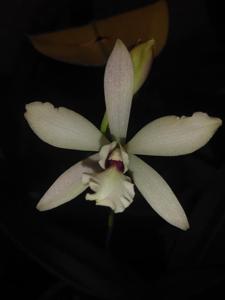 Encylaelia Sweet Fantasy Utuado