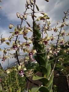 Dendrobium Edfrans Charming