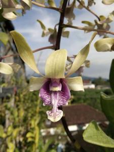 Dendrobium Edfrans Charming