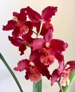 <i>Oncidium</i> Dianne Feinstein