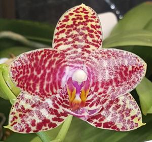 <i>Phalaenopsis</i> Pylo's Sun