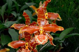 <i>Rossioglossum</i> Struber Sensation