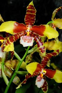 <i>Rossioglossum</i> Bob Hamilton