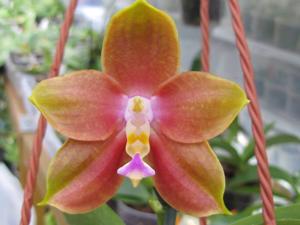 Phalaenopsis Mituo Prince-Mituo King Bellina