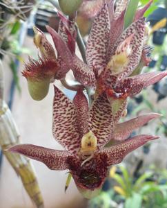 Catasetum apolloi