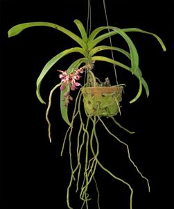 Rhynvandopsis Memoria Mary Nattrass