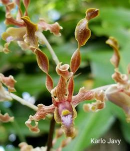 <i>Dendrobium</i> Lim Tee Hooi
