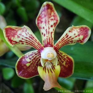 <i>Vanda</i> Kaputrana